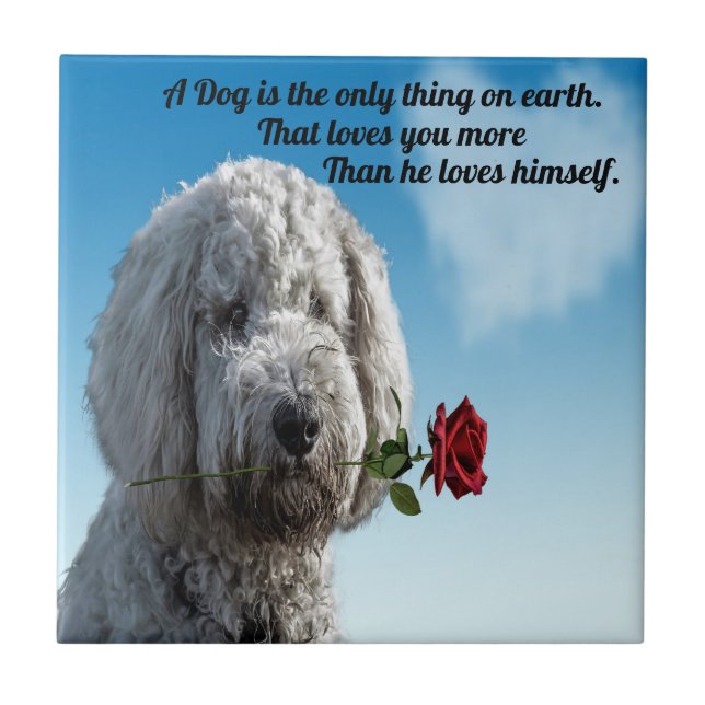 White poddle dog puppy with a red rose Dog Quote Tile (Front)