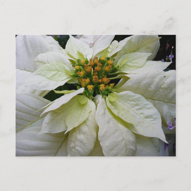 White Poinsettia Elegant Christmas Holiday Floral (Front)