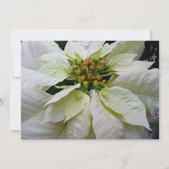 White Poinsettia Elegant Christmas Holiday Floral Card (Front)