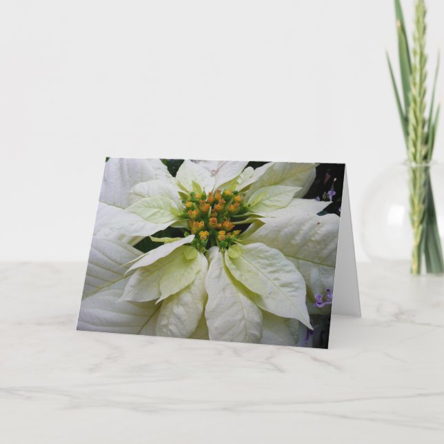 White Poinsettia Elegant Christmas Holiday Floral Card (Front)