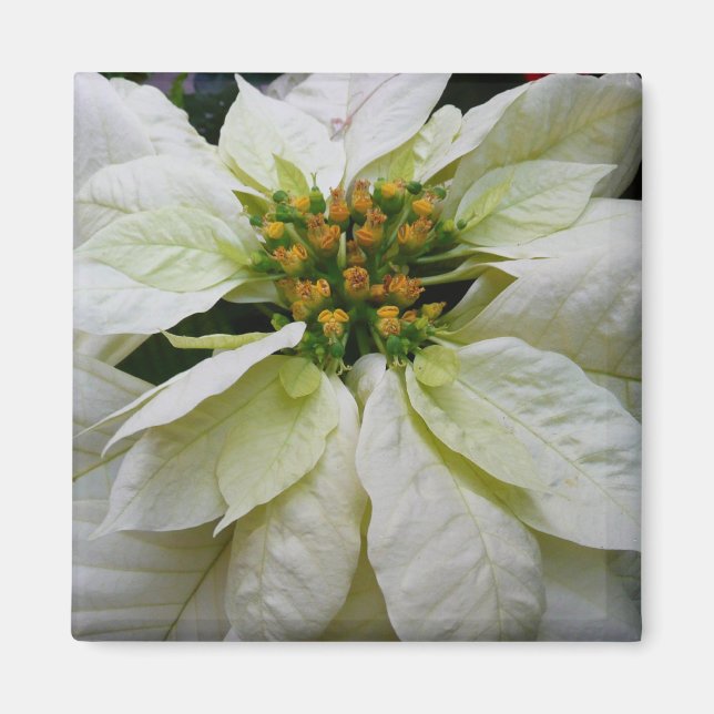 White Poinsettia Elegant Christmas Holiday Floral Magnet (Front)