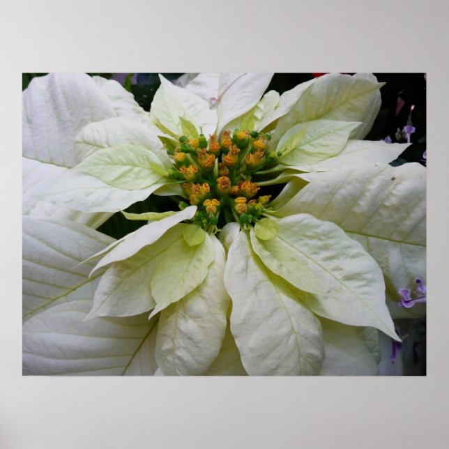White Poinsettia Elegant Christmas Holiday Floral Poster (Front)
