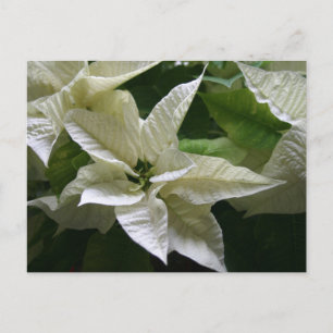 White Poinsettia Green Holiday Christmas Postcard