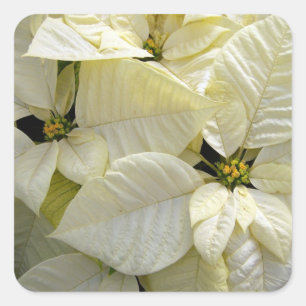 White Poinsettia Square Sticker
