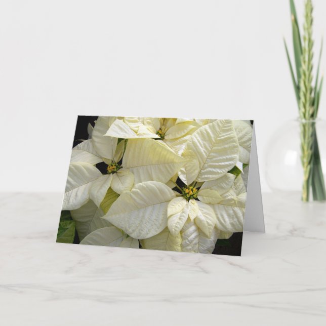 White Poinsettias Holiday Card (Front)