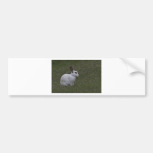 White Point Bunny Bumper Sticker