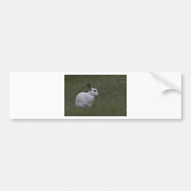 White Point Bunny Bumper Sticker (Front)