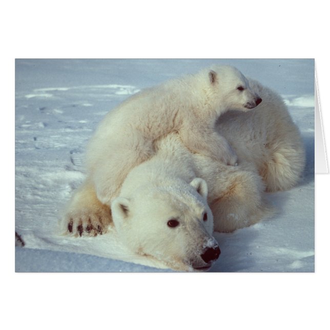 White Polar Bear family (Front Horizontal)