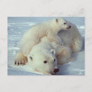 White Polar Bear family Postcard
