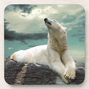 White Polar Bear Hunter on rock Coaster