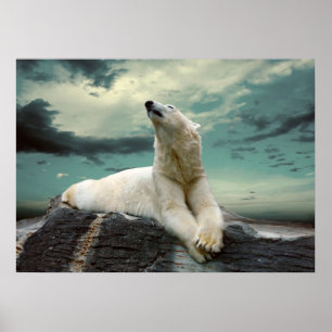 White Polar Bear Hunter on rock Poster