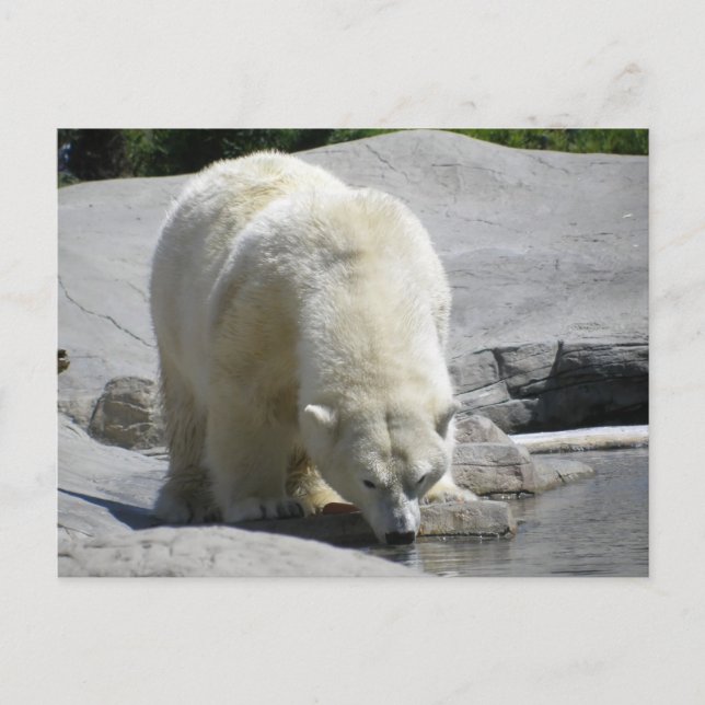 white polar bear postcard (Front)