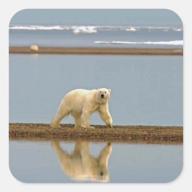 White Polar Bear Square Sticker (Front)