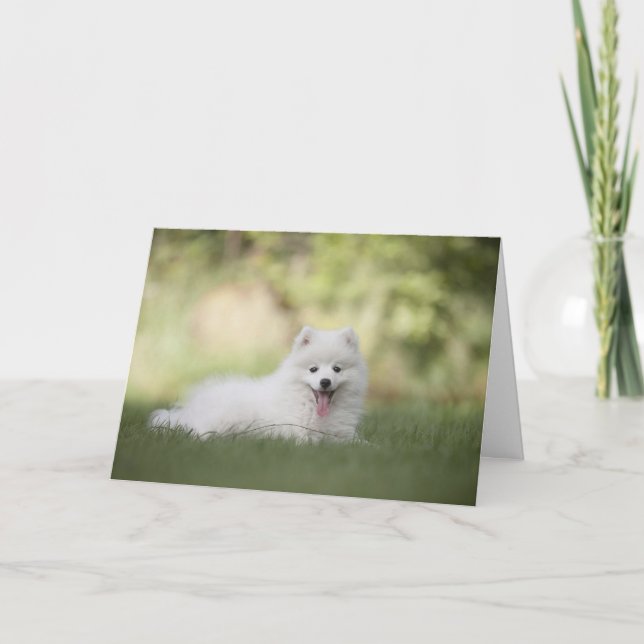 White Pomeranian Dog Custom Card (Front)