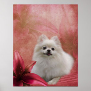 White Pomeranian Dog Lily Flowers Poster