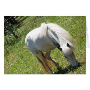 White pony grazing in field card, blank inside