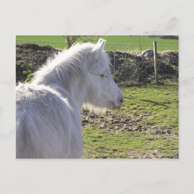 White Pony Postcard (Front)