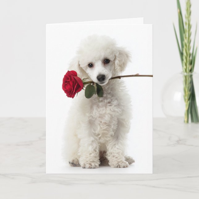 White Poodle Puppy Valentine – Sweet Love Card (Front)