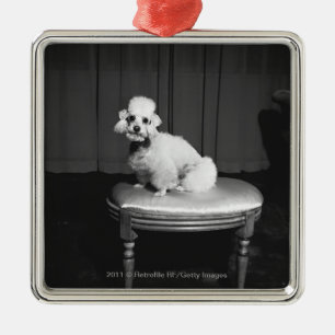 White poodle sitting on stool B&W Metal Tree Decoration