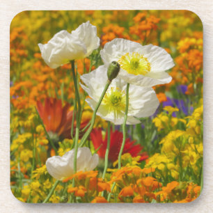 White poppies growing around the colourful flowers coaster