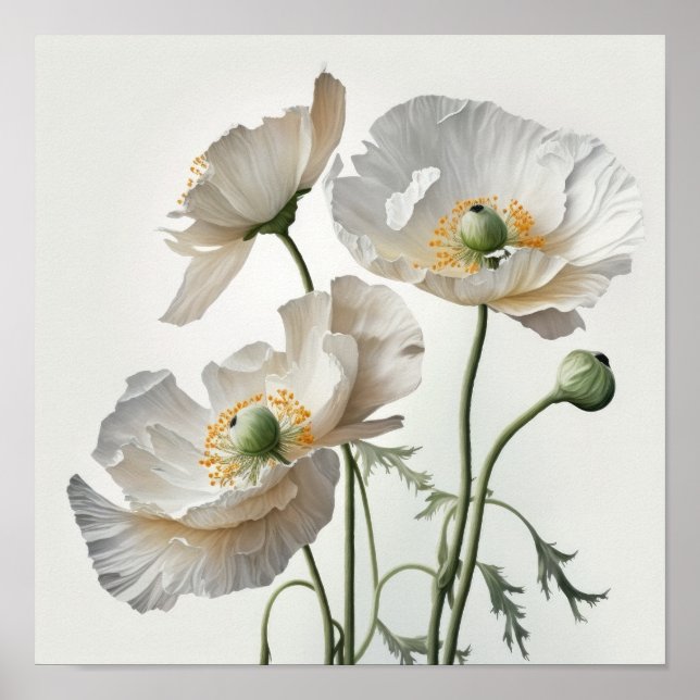White Poppy Flowers Art Print Poster (Front)