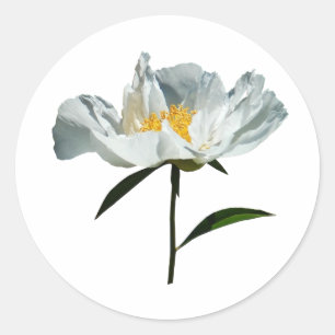 White Poppy Profile Classic Round Sticker