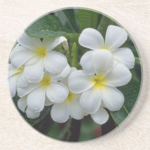 white Prestine cluster of temple flowers flowers Coaster