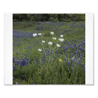White Prickly Poppys Photo Print