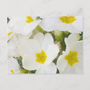 White Primroses Postcard