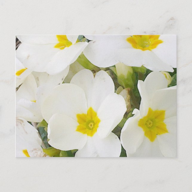 White Primroses Postcard (Front)