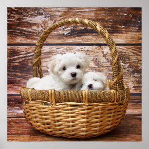 White Puppies In A Basket Poster