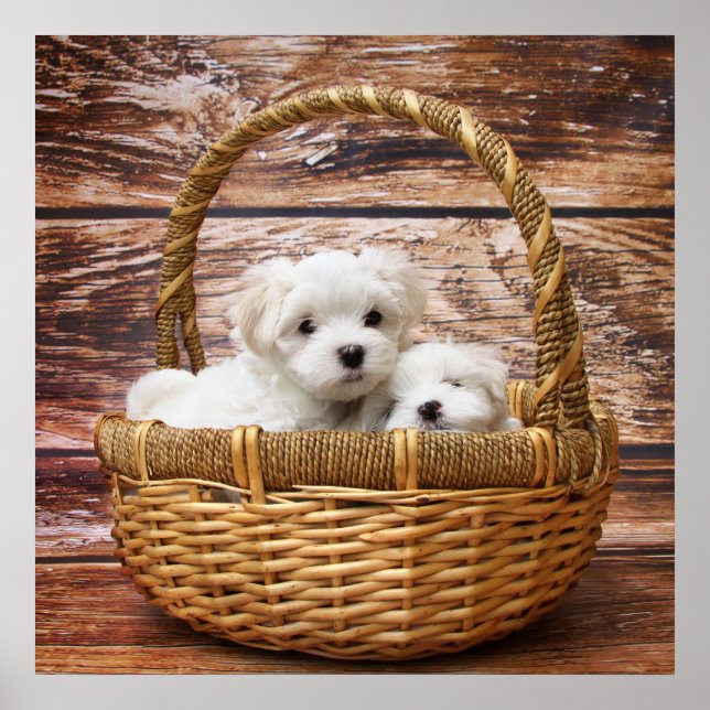 White Puppies In A Basket Poster (Front)