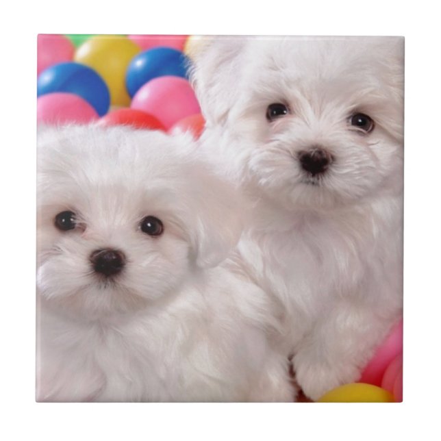 White Puppies In Coloured Balls Tile (Front)