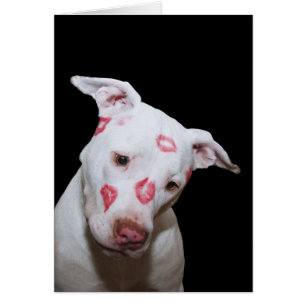 White Puppy Dog Love, Sealed with Lipstick Kisses