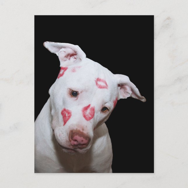 White Puppy Dog Love, Sealed with Lipstick Kisses Postcard (Front)