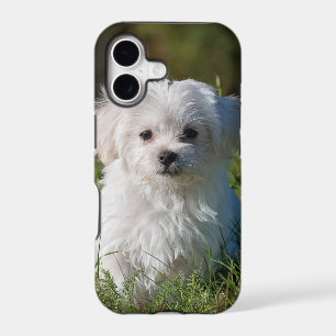 white puppy in the park