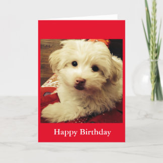 White Puppy on Red Blanket Happy Birthday card