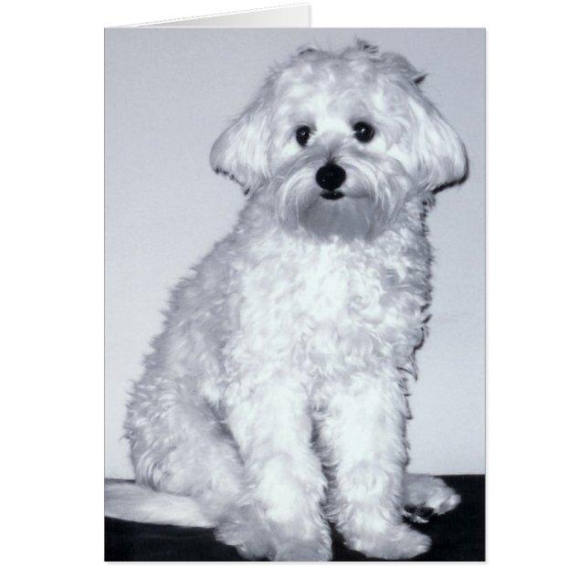 White Puppy Pose (Front)