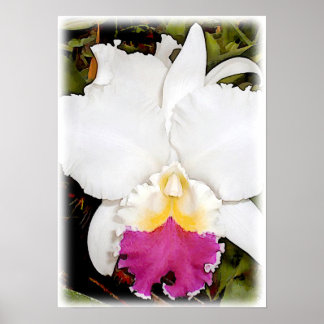 White & Purple Cattleya Orchid Poster