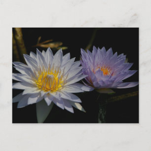 White & Purple Lotus Waterlilies Postcard