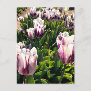 White & Purple Stripe Tulips Postcard
