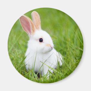 White Rabbit Magnet
