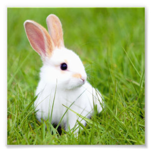 White Rabbit Photo Print