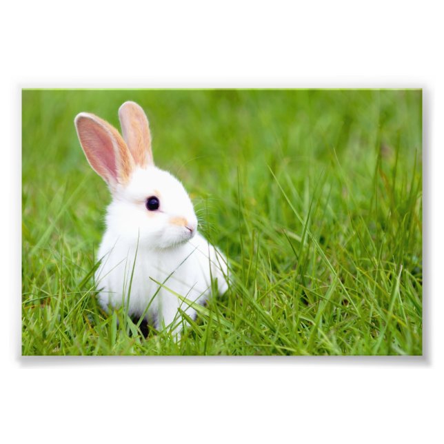 White Rabbit Photo Print (Front)