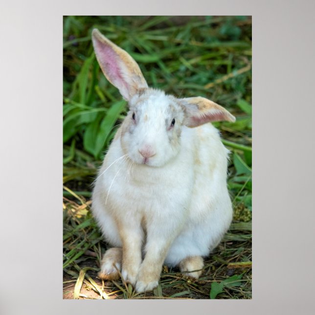 White rabbit poster (Front)