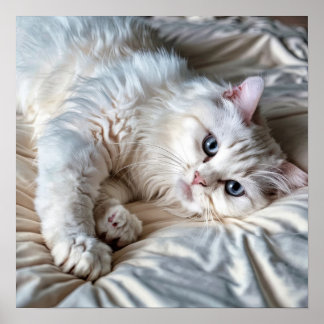 White Ragdoll Cat Poster