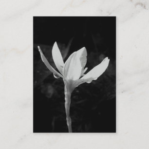 White Rain Lily ATC Photo Card