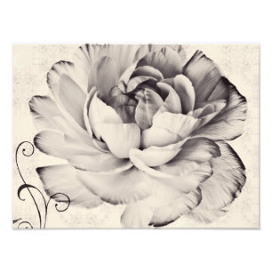 White Ranunculus Flower Black Background Photo Print