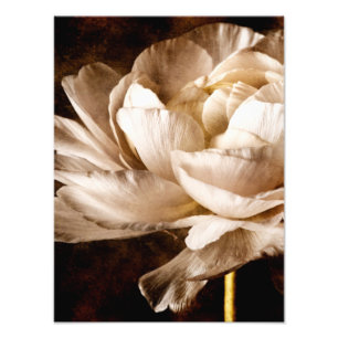 White Ranunculus Flower Sepia Black Background Photo Print
