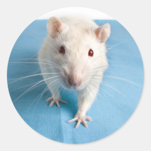 White rat sticker